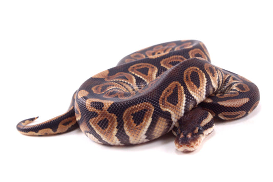 Black Pastel h. Clown Ball Python