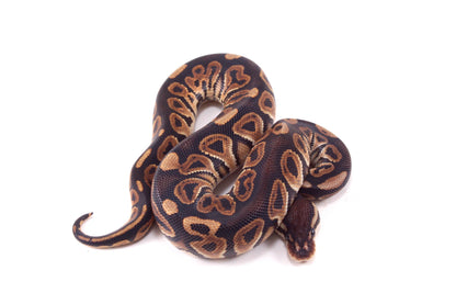 Black Pastel h. Clown Ball Python