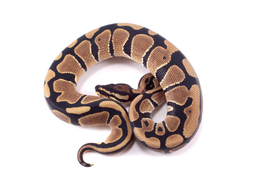 DH Hypo/Pied Ball Python