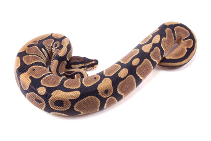 DH Hypo/Pied Ball Python