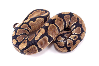 DH Hypo/Pied Ball Python