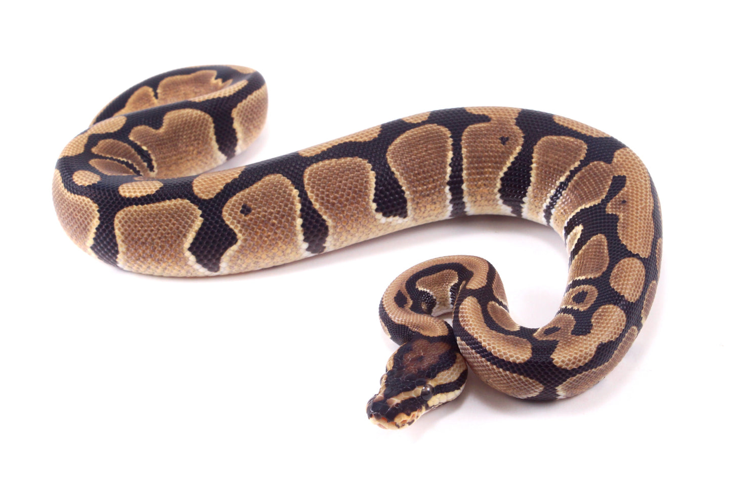 DH Hypo/Pied Ball Python