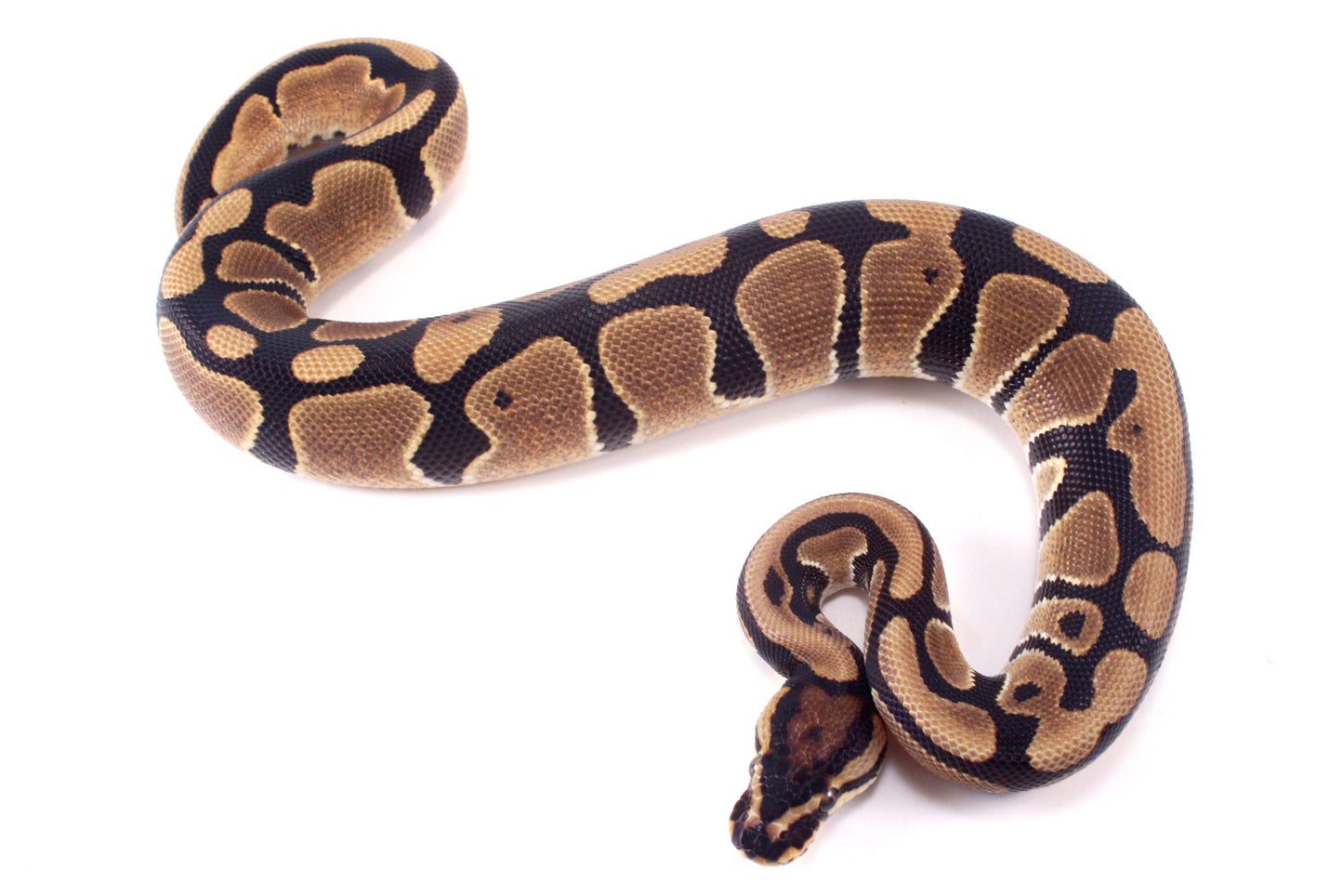 DH Hypo/Pied Ball Python