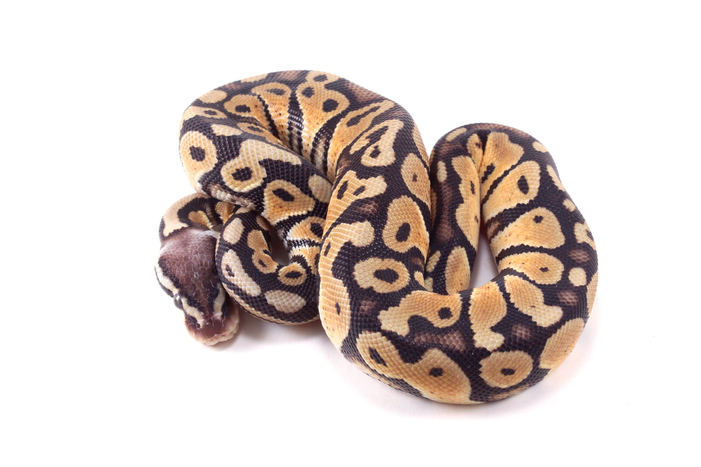 Pastel DH Ultramel/Hypo Ball Python