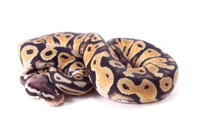 Pastel DH Ultramel/Hypo Ball Python