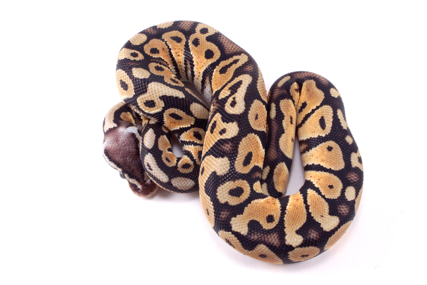 Pastel DH Ultramel/Hypo Ball Python