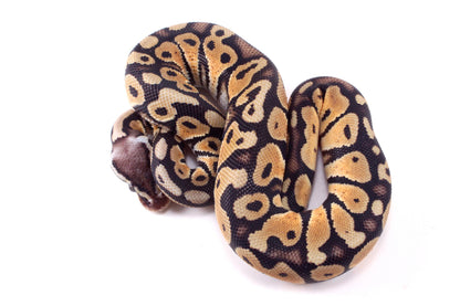 Pastel DH Ultramel/Hypo Ball Python
