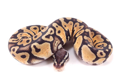 Pastel DH Ultramel/Hypo Ball Python