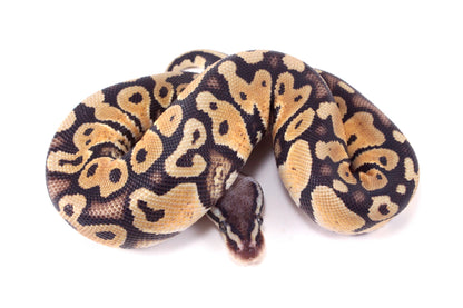 Pastel DH Ultramel/Hypo Ball Python