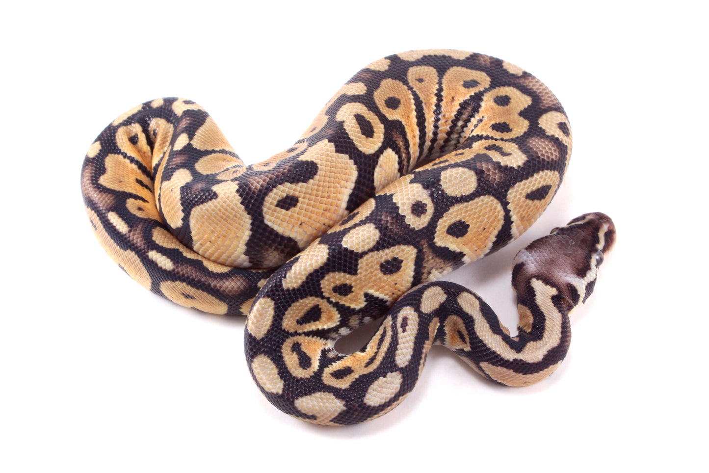 Pastel DH Ultramel/Hypo Ball Python