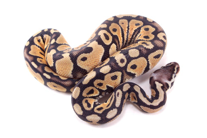 Pastel DH Ultramel/Hypo Ball Python