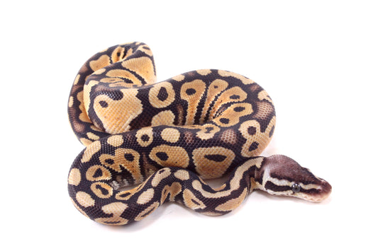 Pastel DH Ultramel/Hypo Ball Python