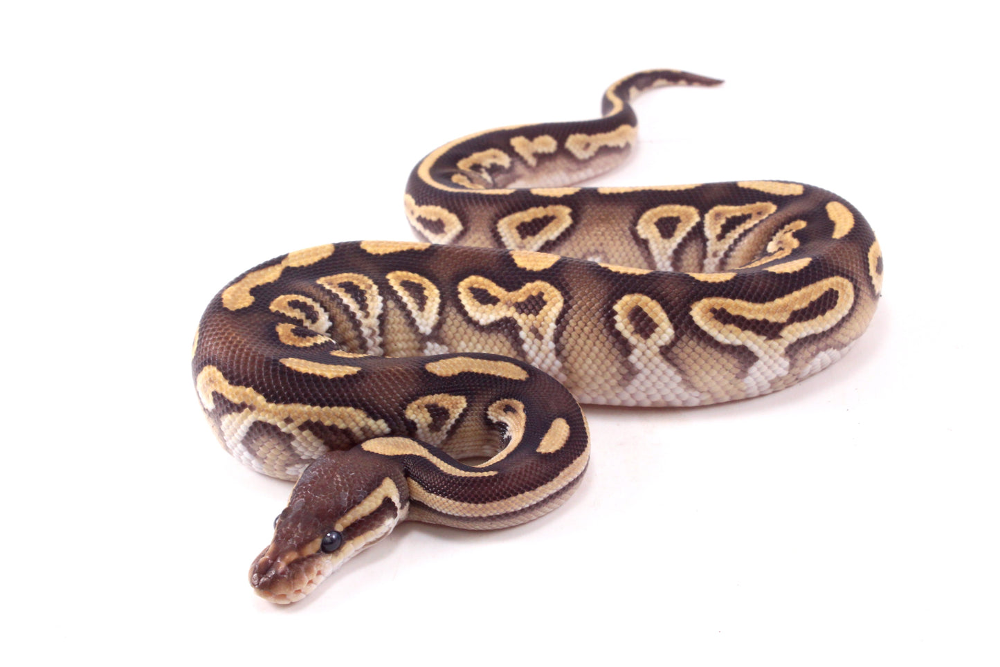 Mojave h. Clown Ball Python