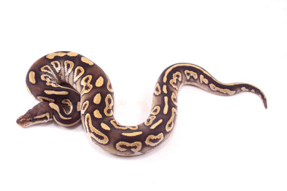 Mojave h. Clown Ball Python