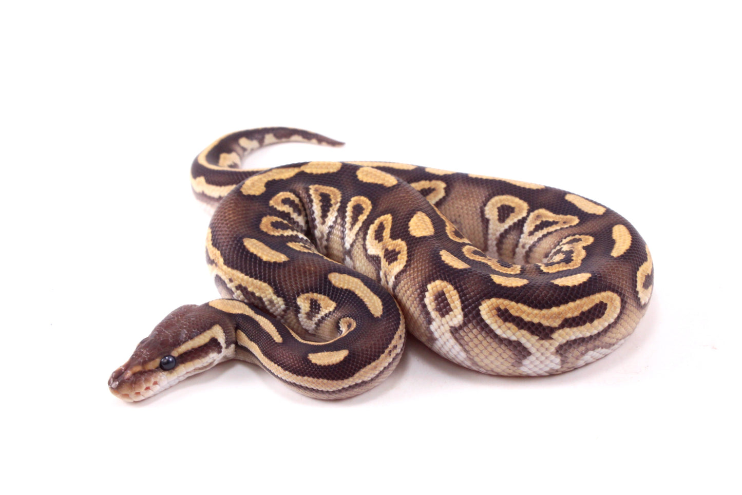 Mojave h. Clown Ball Python
