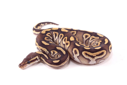 Mojave h. Clown Ball Python