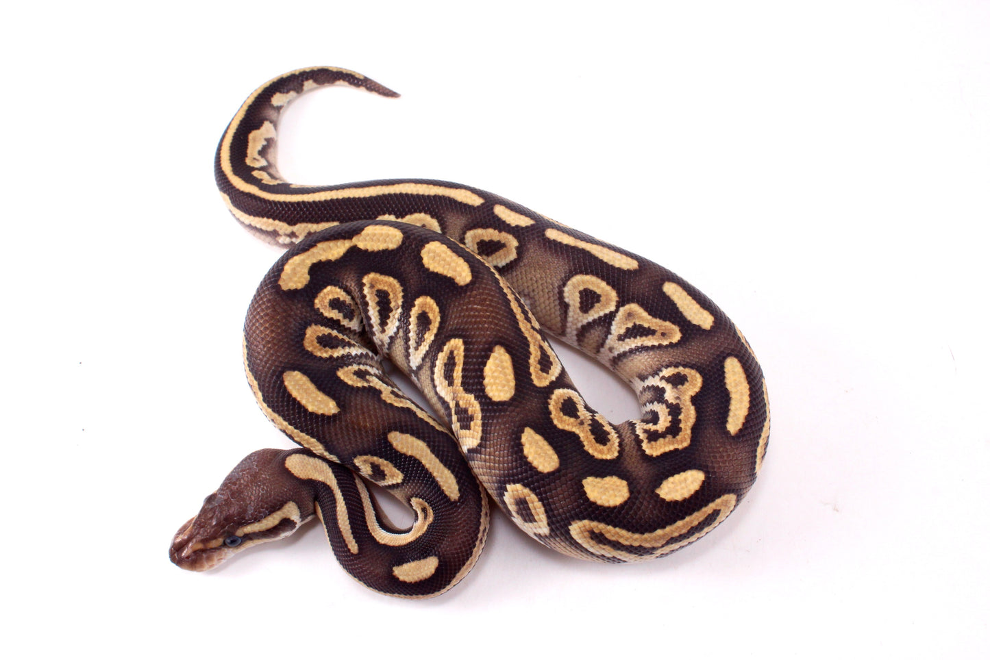 Mojave h. Clown Ball Python
