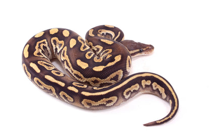 Mojave h. Clown Ball Python