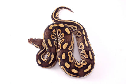 Mojave h. Clown Ball Python