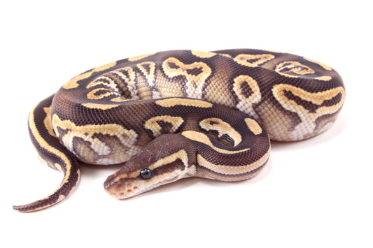 Mojave h. Clown Ball Python