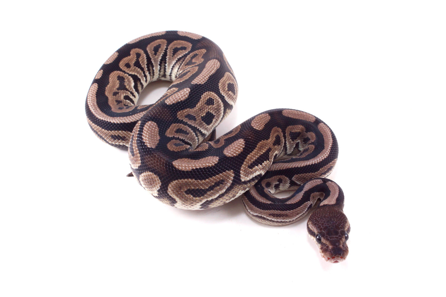 Cinnamon h. Desert Ghost Ball Python