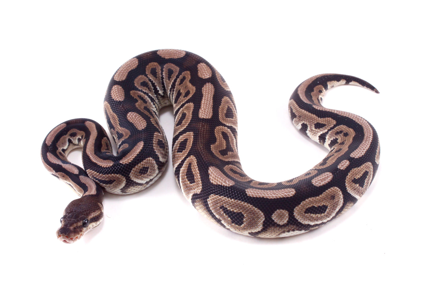 Cinnamon h. Desert Ghost Ball Python