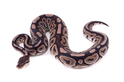 Cinnamon h. Desert Ghost Ball Python