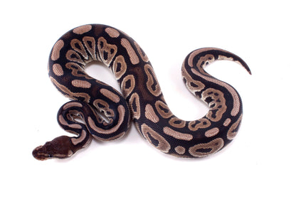 Cinnamon h. Desert Ghost Ball Python