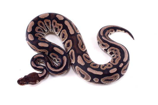 Cinnamon h. Desert Ghost Ball Python