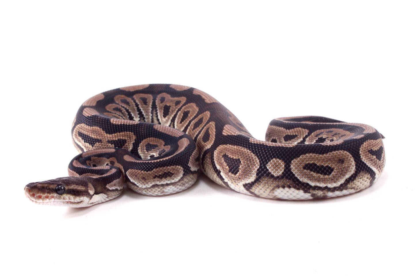 Cinnamon h. Desert Ghost Ball Python