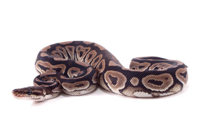 Cinnamon h. Desert Ghost Ball Python