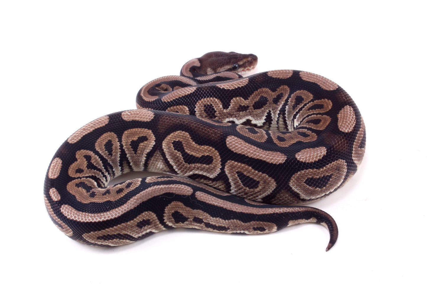 Cinnamon h. Desert Ghost Ball Python
