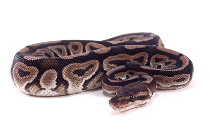 Cinnamon h. Desert Ghost Ball Python
