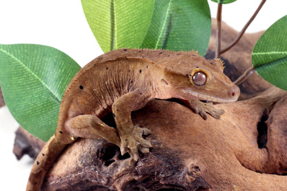 Dalmatian Crested Gecko