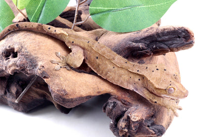Dalmatian Crested Gecko