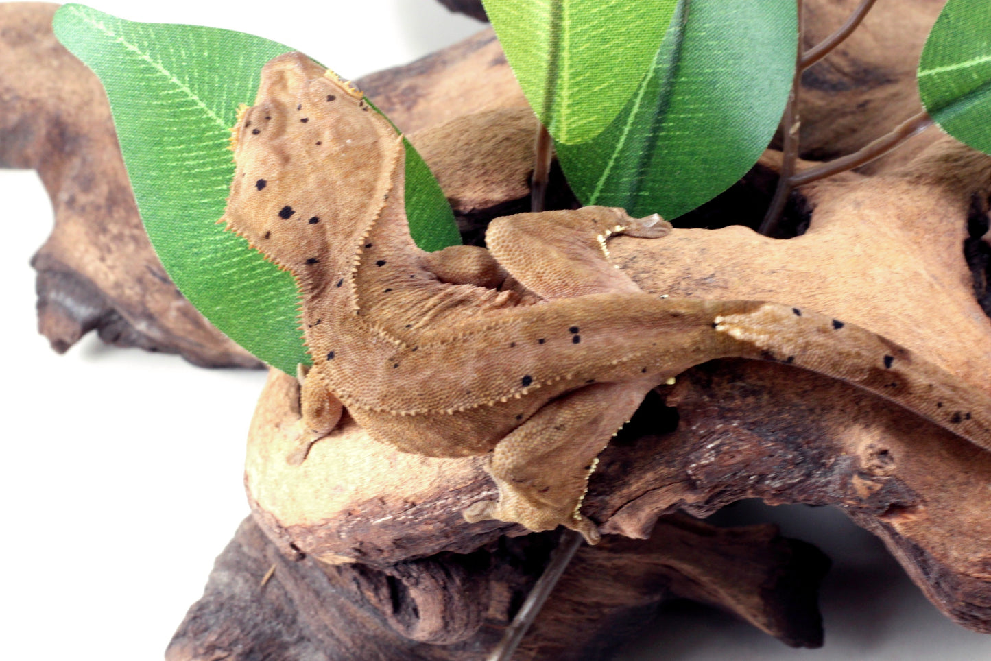 Dalmatian Crested Gecko