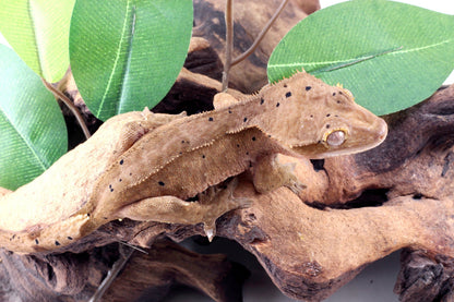 Dalmatian Crested Gecko
