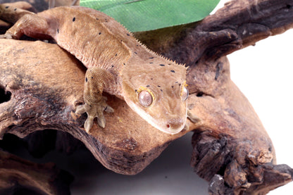 Dalmatian Crested Gecko