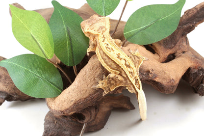 Quad Stripe Crested Gecko