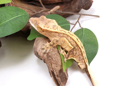 Quad Stripe Crested Gecko