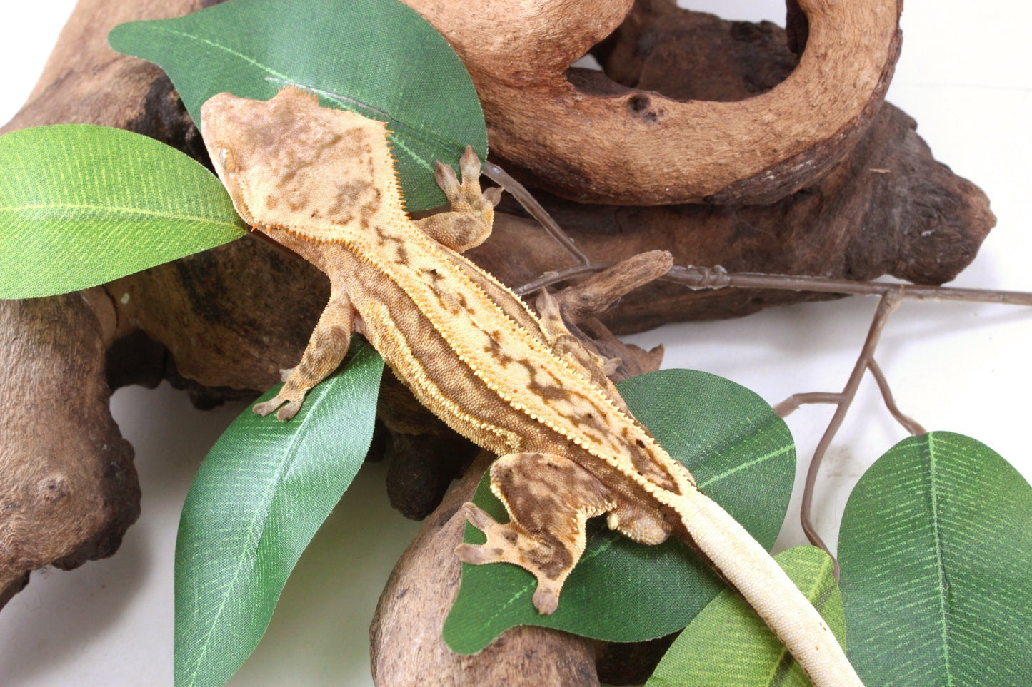 Quad Stripe Crested Gecko