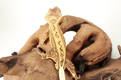 Quad Stripe Crested Gecko