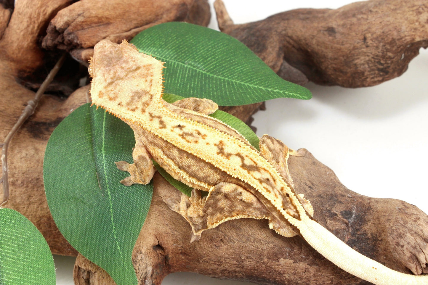Quad Stripe Crested Gecko