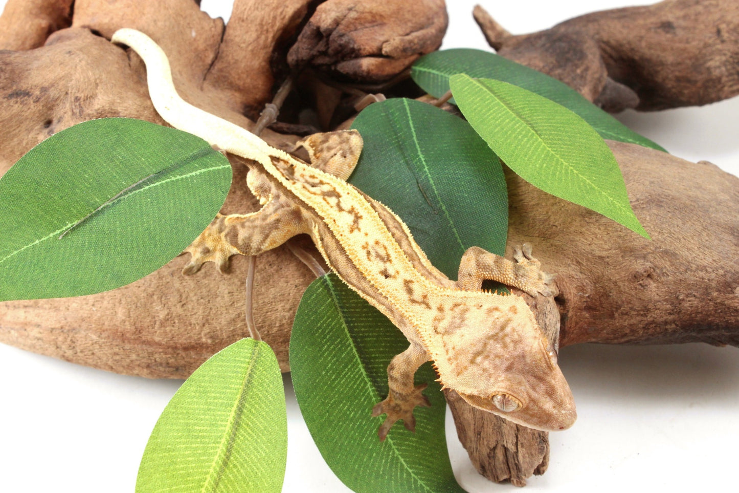 Quad Stripe Crested Gecko
