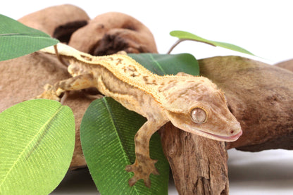 Quad Stripe Crested Gecko