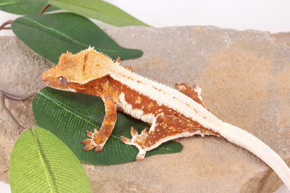 Red Lily White Crested Gecko