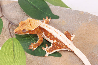 Red Lily White Crested Gecko