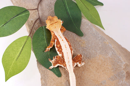 Red Lily White Crested Gecko