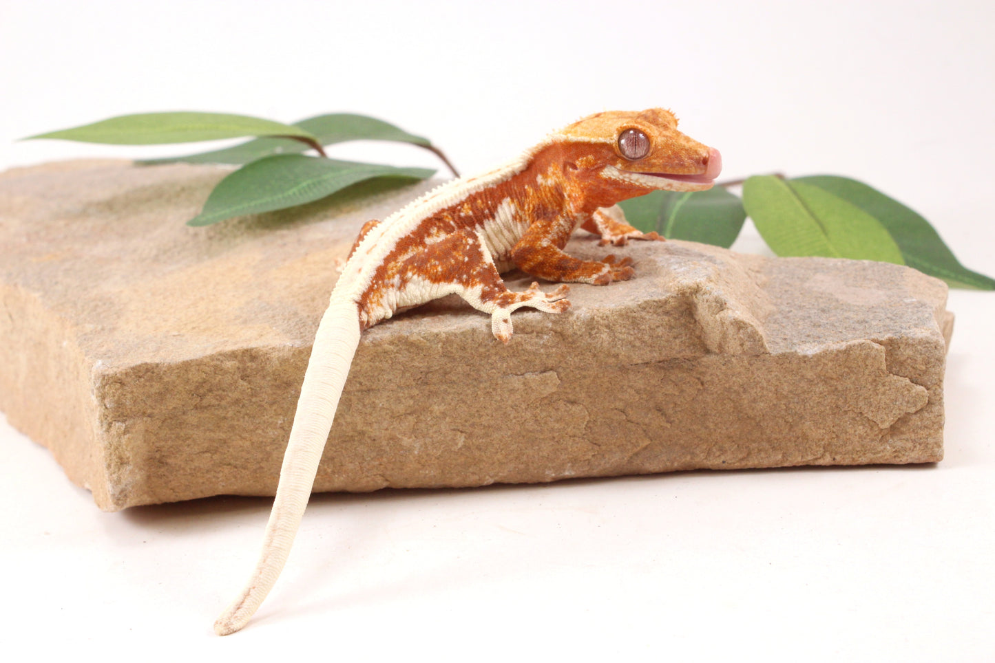Red Lily White Crested Gecko