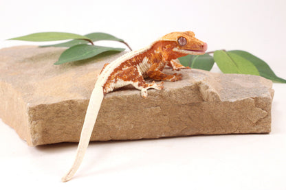 Red Lily White Crested Gecko